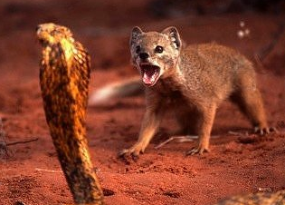 BrnxZoosMongoos's profile picture. Helogale parvula, hired bounty hunter, @BronxZoosCobra's worst nightmare.