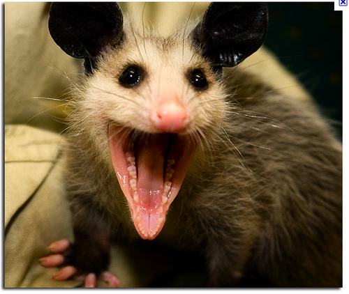 copysquirl's profile picture. creative advertising strategist, copywriter, super genius, modesty award winner, freelancer, problem child, rabble-rouser, chatbox, word girl, batfs