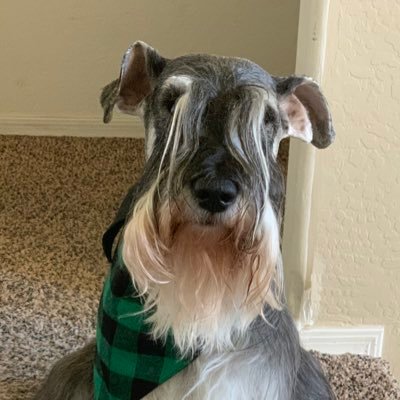 Hey, I am Robby #robbytheschanuzer! I love playing with my family and eating pizza. Instagram:@RobbyTheSchnauzer 🐶🐶🐶🐶         Member of the #SchnauzerGang