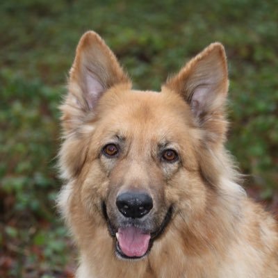 pittkaz29's profile picture. 