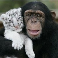 αиιмαℓ ℓσνєя (@manojvani) 's Twitter Profile