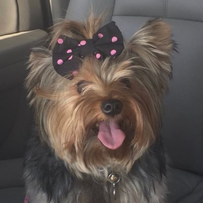 Info from Papa S. & your favorite pups 🐶. Tweets by their very proud Doggie Dad. God 🙏🏼/Family 🎅🏻👩🏻🏫 💁🏼♀️👩🏻⚕️👩🏻🔬/Country 🇺🇸/Dog Treats 🐾🦴