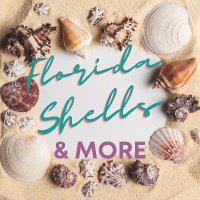 Florida Shells & More(@MoreShells) 's Twitter Profile Photo