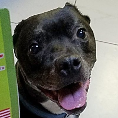 #LifeIsShort! #BeJoyful! I'm Calvin, an 13+ year old #pitbull who had a ruff start in life but never gave up on being #joyful... and now I'm #livingmybestlife!