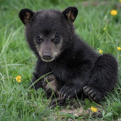 Un petit ours, Fan de Pikachu.