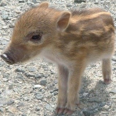 kunosankunosan's profile picture. 面白可愛いモノと投資が好きな小動物です。面白い子になるため、Ⅹの大喜利で修行中。