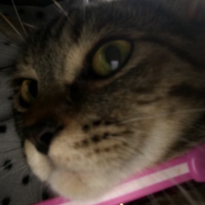 無課金ポケモンgoやってる只者 41y5wjav62uvtrl Twitter