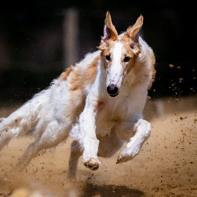 React, Next.js, Python, Rubyなどでウェブ開発をしています
最近はChatGPTなどのLLMに興味があり、Railsで構築することが多いのでRubyでどう使うか色々試しています
ゲームはFGO、ヘブバンが好きです