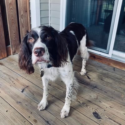 I am Aksel Rhodes. A spunky 7-year old English Springer Spaniel (field). Hiking, swimming and general silliness are my specialties. #mama is @mjbrhodes