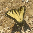 Amy Shipley - @selkie369 - Twitter