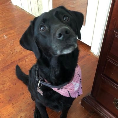 LuceLuceTime's profile picture. Archive of Lucy | Featuring my sister Olive sometimes |