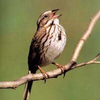 Meredith Etheridge (@sparrowtutor) 's Twitter Profile