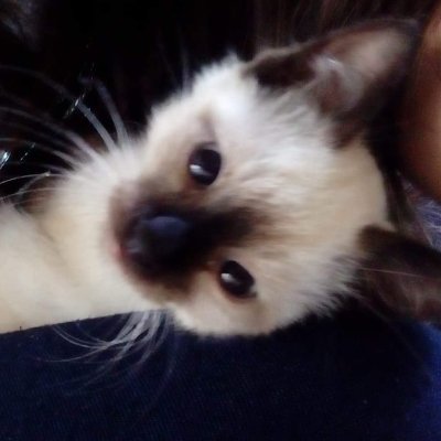 DianLuag's profile picture. 30 años siendo lamentable excusa de adulto😂 con un amor eterno a Aijima Cecil 💚 y a Jiang Cheng 💜 multishipper, aún que RenCeci, CamuCeci son mi perdicion