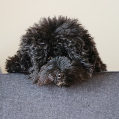 パピヨンさんのプロフィール画像