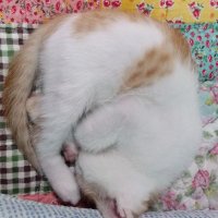 울집 짱아 (@chizchu_) 's Twitter Profile