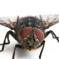 fly4dat (@fly4dat) 's Twitter Profile