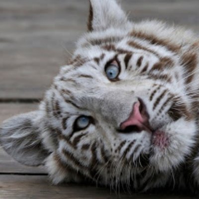 Headshot_Tiger's profile picture. Chat-Mod @ViperMC