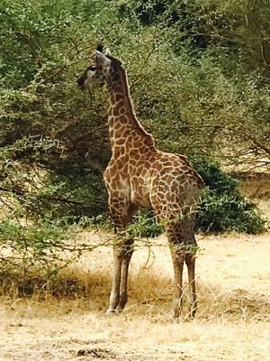 FatimGuey's profile picture. 