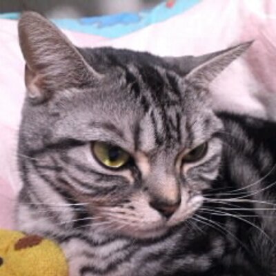 ありるんた