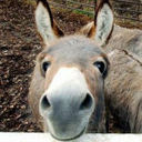 Al Mart - @AlMarte - Twitter