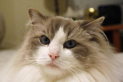 Mango is a five-year-old Ragdoll kitty. He lives in San Francisco, California.