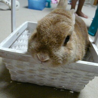 可愛いうさぎたちとティータイム 物語のある砂糖＜うさぎ＞｜縁市