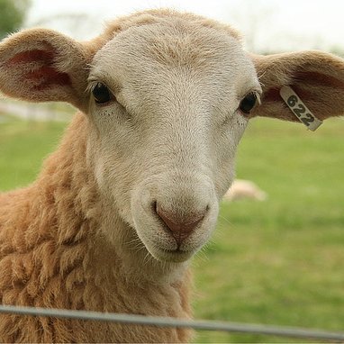 LummyTum's profile picture. CS2 Hater