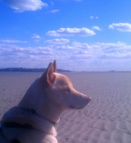 blindashka's profile picture. Proud owner of 3 shiba inu dogs and 2 non pedigree cats...