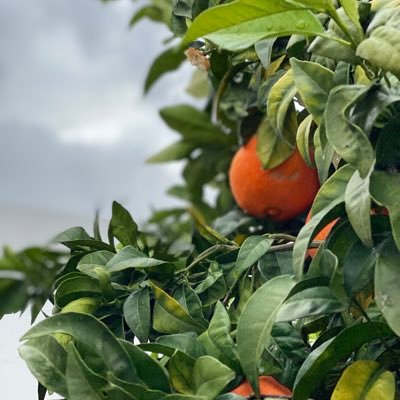 saucejo771's profile picture. 