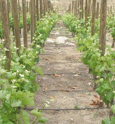 varovero's profile picture. Vive la vida, aquí y ahora con un toque de tinto con carácter.