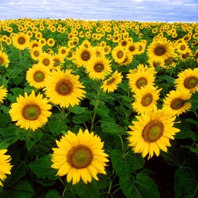 workflowstate's profile picture. Life is a constant struggle for balance.