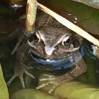 Frog and Newt (@frogandnewt) 's Twitter Profile
