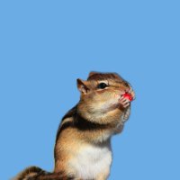 crazychipmunk | iwaoi post-timeskip fic (@crazychipmunk_h) 's Twitter Profile