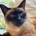 Cats of Microsoft Calendar (@catsofmicrosoft) Twitter profile photo Cats of Microsoft Calendar (@catsofmicrosoft) Twitter profile photo