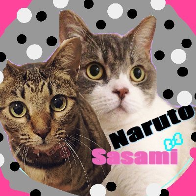 sasaminaruto's profile picture. 🍥なると♂(足長マンチカン/2歳/H18.4/1生誕)
🍒ささみ♀(キジトラ/約1歳/H19.5月の保護猫)🐾
フォローのみは見ません₍^._.^₎フォロバ慎重派
交流や行き来出来る方には一途です❤︎
相互でも合わなければ解除🙇解除ご自由に。
FF様巡りと♥返し中心🐈猫/ジグザグ命様/ミステリ本/ FF14