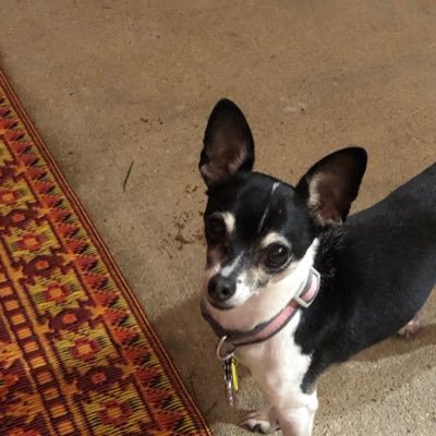 dystopianfog's profile picture. 