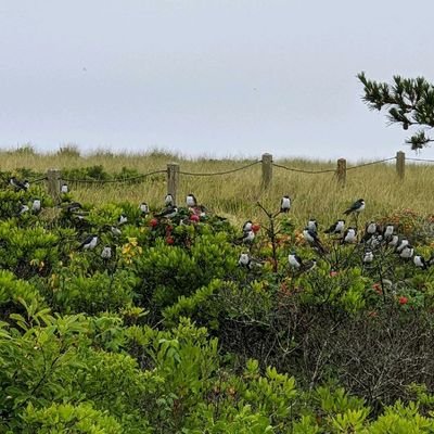 SouthChathamCC's profile picture. Authentic and never too old to be immature. Be random. Be real not perfect. Be who you are. You never know who would love the person you hide...