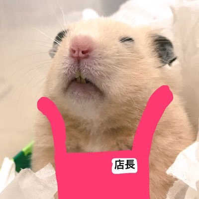 ぺちぺち工房 店長の「かえで」でち🐹新商品などの紹介と店長のつぶやき。店長はハムスターなので、独特な喋り方をしてましゅ。おぴんくエプロンがお気に入り。イオンの店員じゃないでち！【ぺちぺち工房のデザイナー:@86tsubaki】