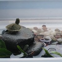 🐢うめたん🐢 (@channme1212) 's Twitter Profile