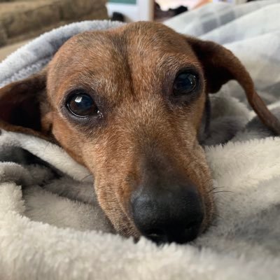 Dachshund Profile