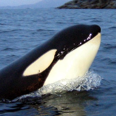 Takara_orca Profile Picture