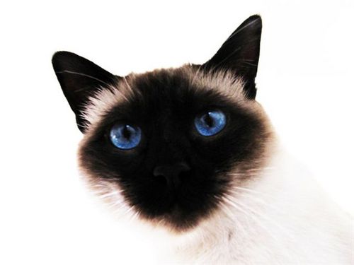 acatnamedchase's profile picture. Mastering the art of Shenanigans and Tomfoolery.  I'm have Asthma, I'm 6 and only recently found out I am adopted...