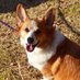 @dsk_dog
