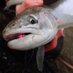 Great Lakes Fly Fisher (@lakes_fisher) Twitter profile photo Great Lakes Fly Fisher (@lakes_fisher) Twitter profile photo