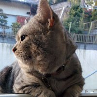千歳 (@chitosechippy) 's Twitter Profile