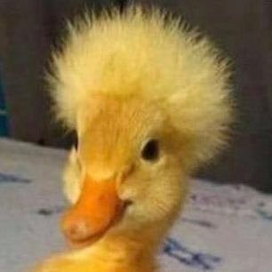 thomason0008's profile picture. 