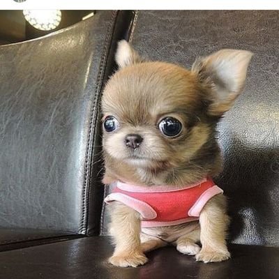 puddinandbutton's profile picture. Protect the innocent, pray for everyone 🙏