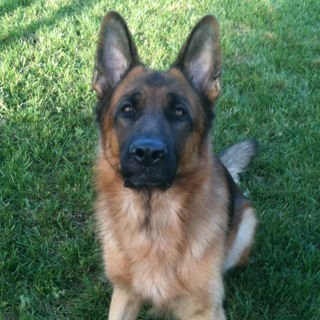 CoastalGSRescue's profile picture. 501c(3) German Shepherd Rescue - NonProfit Org. Committed to giving homeless Shepherds a second chance!