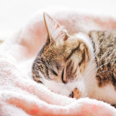 癒やされる 猫フリー画像 Iyashi No Neko Twitter