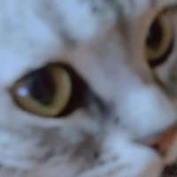 ヤマもも(ログアウト中) (@nezumikun_momo) Twitter profile photo